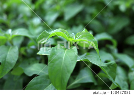 Green leaves of Justicia betonica in garden 138487081