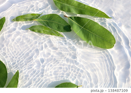 Fresh eucalyptus leaves floating in clear water with sunlight ripple patterns Fresh eucalyptus leaves floating in clear water with sunlight ripple patterns 138487109