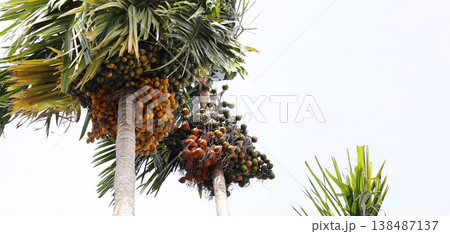 Betel nuts growing on a palm. 138487137