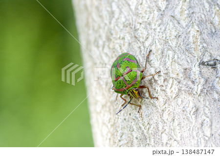 アカスジキンカメムシ アカスジキンカメムシ 138487147