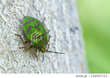 アカスジキンカメムシ アカスジキンカメムシ 138487151