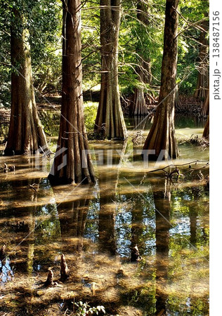 篠栗九大の森 神秘的な光景 落羽松(ラクウショウ) 篠栗九大の森 神秘的な光景 落羽松(ラクウショウ) 138487156