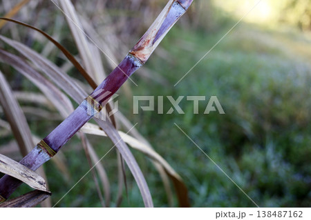 Sugarcane stalks growing in the field. Sugarcane stalks growing in the field. 138487162