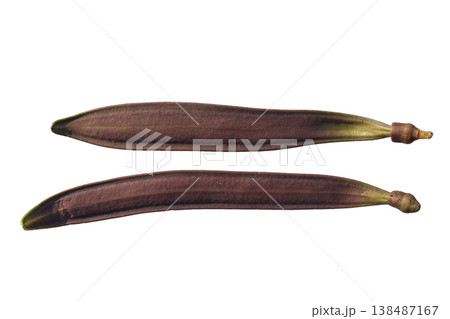 Long brown Oroxylum indicum seed pod. 138487167