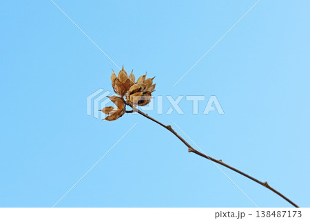 Dried seed pods on branches against blue sky background 138487173