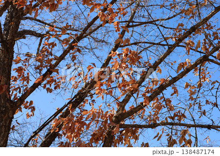 Dry brown leaves hanging on tree branches in the winter season. Dry brown leaves hanging on tree branches in the winter season. 138487174