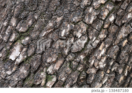 Rough tree bark texture pattern close up Rough tree bark texture pattern close up 138487180