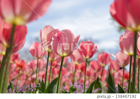 Beautiful tulip in flower garden 138487192