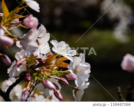 コシオヤマ桜の花　春に咲くサクラの繊細な花びらとしべのクローズアップ 138487266