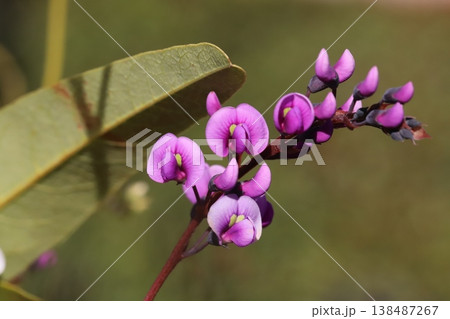 早春の庭に咲くピンク色のハーデンベルギアの花 138487267