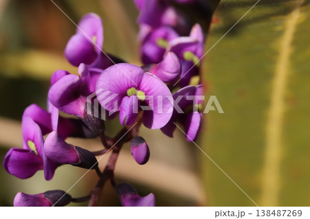 早春の庭に咲くピンク色のハーデンベルギアの花 早春の庭に咲くピンク色のハーデンベルギアの花 138487269