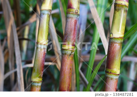 Sugarcane stalks growing in the field. 138487281