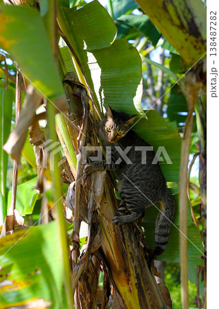 A tabby cat climbing a banana tree in the bright sunlight. 138487282