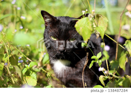 A black cat hiding in green bushes. A black cat hiding in green bushes. 138487284