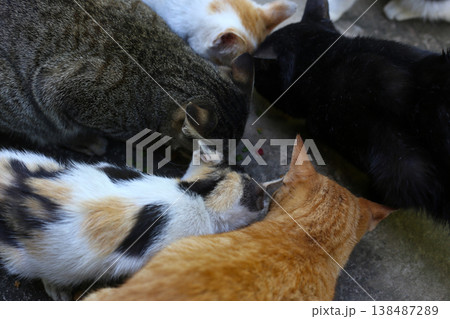 Top view of many cats eating dry food together. Top view of many cats eating dry food together. 138487289