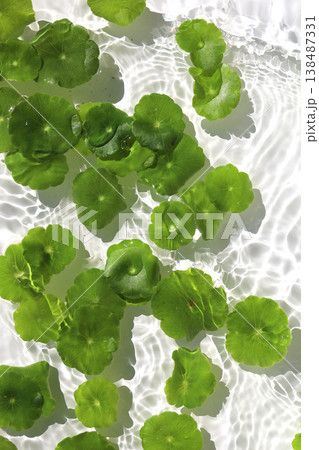 Green pennywort leaves floating on clear blue rippling water. Green pennywort leaves floating on clear blue rippling water. 138487331