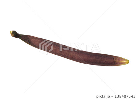 Long brown Oroxylum indicum seed pod. 138487343