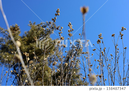 Dried seed pods on branches against blue sky background 138487347
