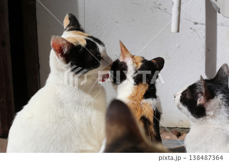 Group of cats interacting together in the bright sunlight. Group of cats interacting together in the bright sunlight. 138487364