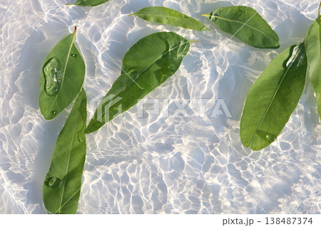 Fresh eucalyptus leaves floating in clear water with sunlight ripple patterns 138487374