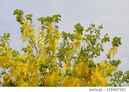 Cassia fistula or Golden Shower, Indian Laburnum 138487382