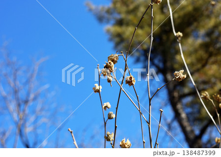 Dried seed pods on branches against blue sky background Dried seed pods on branches against blue sky background 138487399