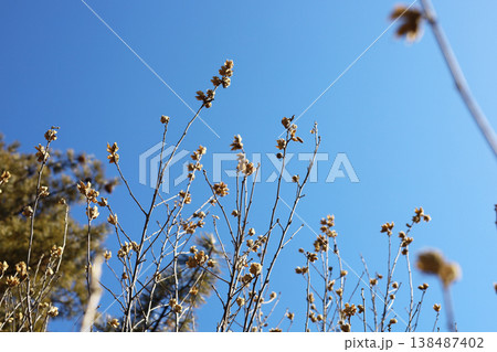 Dried seed pods on branches against blue sky background Dried seed pods on branches against blue sky background 138487402