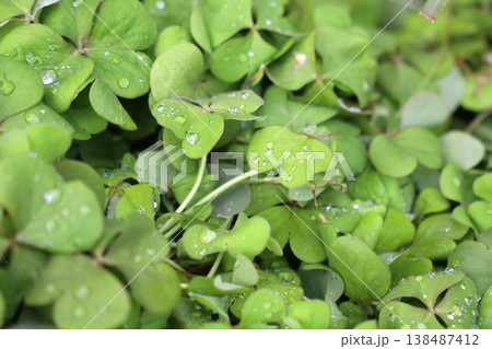 Wet shamrock plants with rain droplets. Wet shamrock plants with rain droplets. 138487412