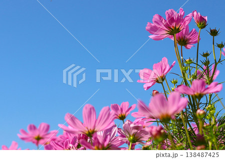 Pink cosmos flowers under a clear blue sky. Pink cosmos flowers under a clear blue sky. 138487425
