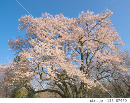 一本桜 - 夕暮れに満開に咲く鉢形城址の氏邦桜（2026年3月） 138487470