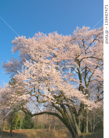 一本桜 - 夕暮れに満開に咲く鉢形城址の氏邦桜(2026年3月) 一本桜 - 夕暮れに満開に咲く鉢形城址の氏邦桜(2026年3月) 138487471