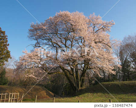 一本桜 - 夕暮れに満開に咲く鉢形城址の氏邦桜(2026年3月) 一本桜 - 夕暮れに満開に咲く鉢形城址の氏邦桜(2026年3月) 138487474