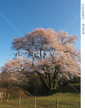一本桜 - 夕暮れに満開に咲く鉢形城址の氏邦桜(2026年3月) 一本桜 - 夕暮れに満開に咲く鉢形城址の氏邦桜(2026年3月) 138487475