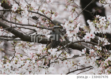 満開の桜の木とムクドリ 138487476