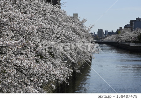 大横川の上に広がる満開の桜 138487479