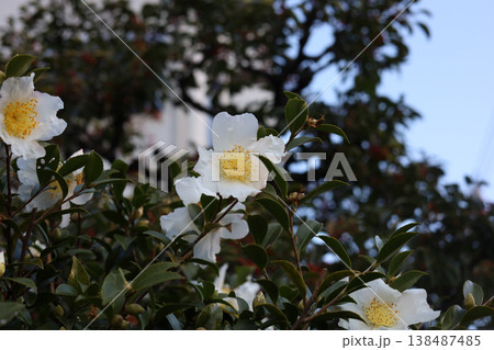 Beautiful white camellia flowers blooming in the garden Beautiful white camellia flowers blooming in the garden 138487485