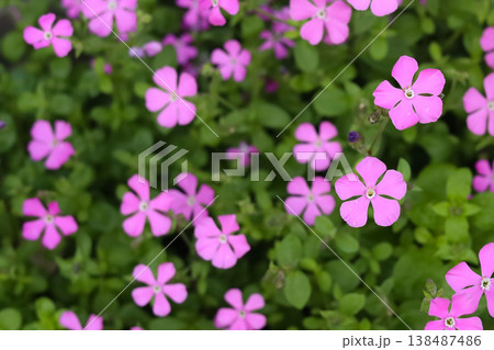 Silene dioica, Beautiful small pink flowers blooming in a green garden. Silene dioica, Beautiful small pink flowers blooming in a green garden. 138487486