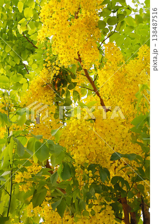 Cassia fistula or Golden Shower, Indian Laburnum 138487516