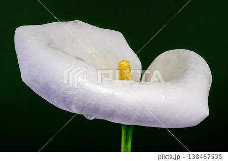 White Calla Lily Flower Macro With Yellow Spadix And Dew 138487535