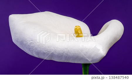 White Calla Lily Flower With Water Drops On Purple Background White Calla Lily Flower With Water Drops On Purple Background 138487540