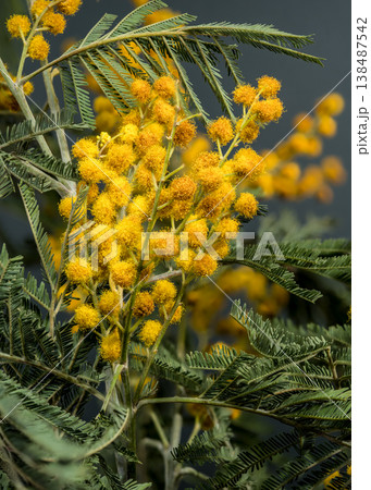 Vibrant Yellow Mimosa Acacia Dealbata Flowers With Delicate Green Foliage Vibrant Yellow Mimosa Acacia Dealbata Flowers With Delicate Green Foliage 138487542