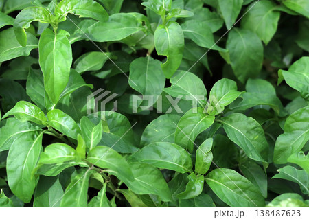 Green leaves of Justicia betonica in garden Green leaves of Justicia betonica in garden 138487623