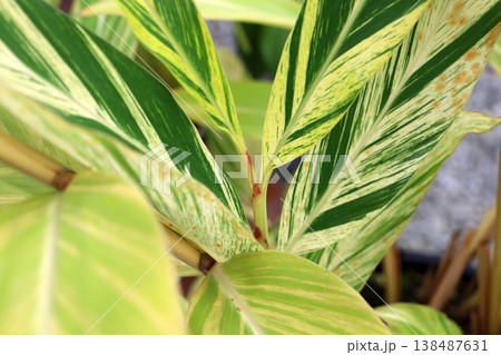 Variegated tropical plant leaves with green and cream patterns, Alpinia zerumbet Variegata Variegated tropical plant leaves with green and cream patterns, Alpinia zerumbet Variegata 138487631