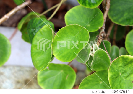 Close-up of circular green leaves with a peltate stem attachment. Close-up of circular green leaves with a peltate stem attachment. 138487634