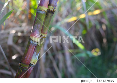 Sugarcane stalks growing in the field. 138487635