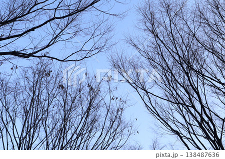 Tree branches against blue winter sky 138487636