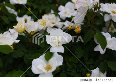 A beautiful rose bush in a public park in Japan 138487721