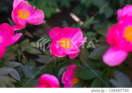 Bright pink peony flowers in full bloom with golden yellow centers. Bright pink peony flowers in full bloom with golden yellow centers. 138487740