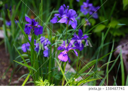 Vibrant purple iris flowers blooming in the park Vibrant purple iris flowers blooming in the park 138487741