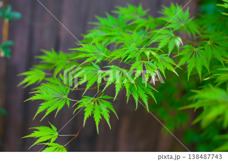 Delicate green Japanese maple leaves in a peaceful garden. 138487743